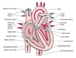 The Circulatory System