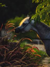 Image result for tbn:jrcYnUbf_HstjM::www.raheeq.com/pictures/c3a6af806428e8da3ebbfd219d0c309d.jpg