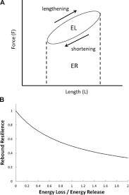 Maybe you would like to learn more about one of these? Prestrain And Cholinergic Receptor Dependent Differential Recruitment Of Mechanosensitive Energy Loss And Energy Release Elements In Airway Smooth Muscle Journal Of Applied Physiology