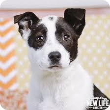 The border collie puppies are a merry, romping breed that is full of energy and affection. Portland Or Border Collie Mix Meet Harper Lee A Puppy For Adoption Http Www Adoptapet Com Pet 14996589 Portlan Dog Adoption Puppy Adoption Pet Adoption