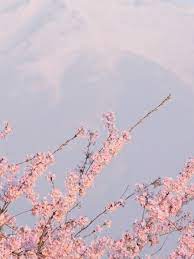 Choose from hundreds of free aesthetic backgrounds. Free Download Sakura Wallpaper Tumblr Aesthetic Backgrounds Pink Aesthetic 1080x1920 For Your Desktop Mobile Tablet Explore 32 Aesthetic Backgrounds Aesthetic Wallpaper Aesthetic Wallpapers Cute Aesthetic Wallpapers