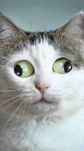 Download 4k backgrounds to bring personality in your devices. 64 Adorable Iphone Animal Wallpaper Hd 4k Best Of Wallpapers For Andriod And Ios