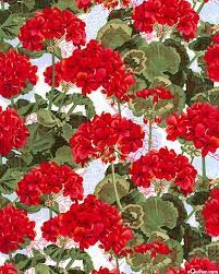 Pin On Geraniums