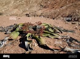 Image result for Cyphostemma hermannioides