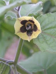 Image result for Physalis peruviana