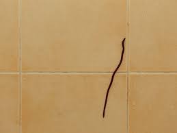 Horsehair worms, black worms, and drain fly, with their larvae, may also get into your toilet. How To Get Rid Of Black Worms In Bathroom And Prevent Them From Returning Homenish