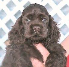 The american water spaniel is reckoned to be a rare breed with less than 3 000 living specimens and the vast majority of these dogs still live in the areas surrounding wisconsin. Pin On Cockers