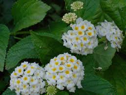 No ceasa de campinas, no box do produtor flora beira da mata tem, e é comercializado por r$ 8. 15 Ideias De Lantana Jardinagem Plantas Flor De Jardinagem