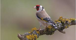 صور طائر الحسون خلفيات طائر الحسون صاحب الصوت المذهل موقع حصري Animals Goldfinch Bird