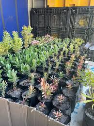 Image result for Selago coerulea