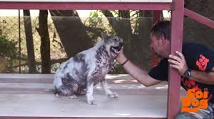 Dog Breaks Out Into A Happy Dance When Hearing He Is Getting Adopted After 4 Years At Shelter