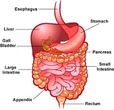 Under left side under lower ribs is your cololon this can swell in size called great colon this can be caused from immflamation to dare the spleen sits under your rib cage in the upper left part of your abdomen toward your back. Cells Tissues Organs And Organ Systems