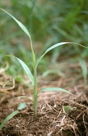 Image result for Setaria longiseta