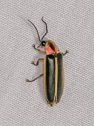 Photinus pyralis - Wikipedia