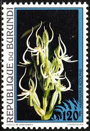 Image result for Triceratorhynchus viridiflorus