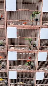 Image result for Alvesia