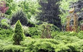What are gymnosperms and angiosperms? Gardening 5 Ways To Succeed With Boring Conifers The Irish News