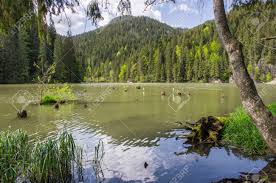 Natural Dam Lake In Forest, Red Lake In Romania Stock Photo, Picture and  Royalty Free Image. Image 29925751.