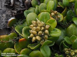 Image result for Loganiaceae