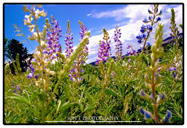 Now it's just a matter of selecting one. Jon T Photography Wild Flowers Afternoon Lakewood Co 6 2013 Jon T Photography Facebook