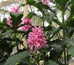 Image result for Justicia carnea