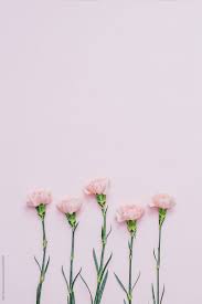 Check spelling or type a new query. Five Pink Carnation Flowers Over Pink Background By Marc Bordons