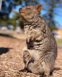 Australia On Twitter Quokka Cute Animals Australian Animals