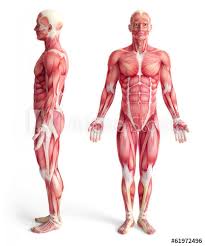 This diagram depicts heart diagram with parts and labels. Male Anatomy Of Muscular System Front And Side View Stock Illustration Adobe Stock
