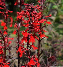 Image result for Lobelia fervens