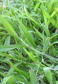 It is believed to be native to the coastal regions of both the gulf of mexico and the mediterranean. Crab Grass Killer For St Augustine Grass A Difficult Dilemma