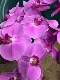 Our website offers alexandria online flowers. Home