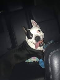 Our dogs are very much part of our adults are not only healthy, but have wonderful temperaments as well as our puppies and both are raised. Panama City Pit Bulls And Other Breeds Home Facebook