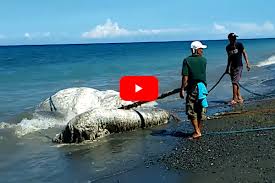 A globster or blob is an unidentified organic mass that washes up on the shoreline of an ocean or other body of water. The Globster A Mysterious Carcass That Puzzled And Frightened The Philippines