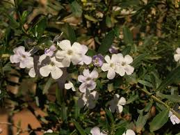 Image result for Freylinia