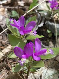 Image result for Polygala gazensis