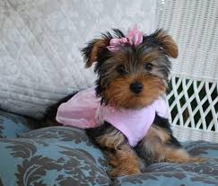 Yorkshire Terrier Puppies For Sale Charleston Wv Yorkshire Terrier Puppies Yorkshire Terrier Terrier Puppies