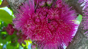 So if you want new shoots, and more flowers and therefore fruits, prune in winter. Mountain Apple Offers Floral Beauty Tasty Fruit Honolulu Star Advertiser