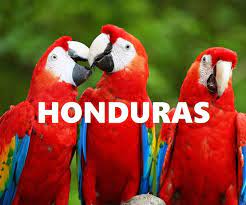 Pero en copán ruinas su población, principalmente la roja, está aumentando poco a poco gracias a un programa de protección iniciado en 2001. Cafe Guara Roja Las Guaras Y Honduras El Ave Facebook