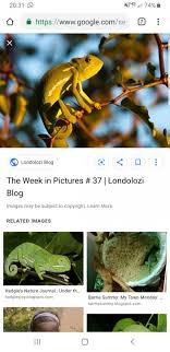 Synthetic plants with plastic leaves. Question About Fl Chams Safe Plant List Chameleon Forums