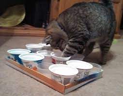 Diy Cat Food Puzzle With Yogurt Cups Demonstrated By My Princess Kiki Diy Cat Food Cool Cat Toys Diy Cat Toys