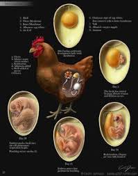 Fertile Bird Eggs For Sale How Did The Egg Get Fertilized Raising Chickens Chicken Farm Chickens Backyard