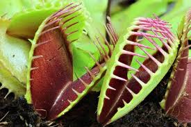 Die venusfliegenfalle (dionaea muscipula) ist eine fleischfressende pflanze aus der familie der sonnentaugewächse (droseraceae). Venusfliegenfalle Uberwintern So Bringen Sie Die Fleischfressende Pflanze Gut Durch Den Winter Fleischfressende Pflanze Venusfliegenfalle Pflanzen