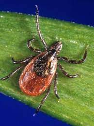 As Ticks Continue To Spread In Maine Here S What To Expect In The Coming Years Wgme