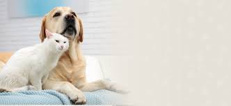 Receive notifications about.hospital promotions, lost pets in our vicinity and recalled pet foods. Bloomfield Veterinarians Essex Animal Hospital