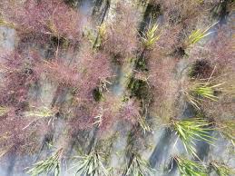 Image result for Rhamphicarpa