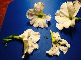Petunia Flowers Eaten Petunia Flower Annual Plants Plant Pests