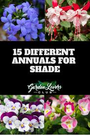 Flowers bloom spring until fall, adding a blast of color to borders, or along with the shade loving plants listed above, you have choices in robust perennials to annuals bursting with color. 15 Different Annuals For Shade Photos Garden Lovers Club Shade Loving Flowers Annual Flowers For Shade Annual Plants