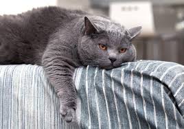 Read about hypoallergenic cat breeds on petmd to find the perfect low allergy cat for you. Is The Chartreux Cat Hypoallergenic