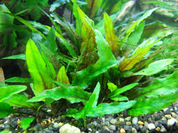 Cryptocoryne wendtii is a plant that is native to the island nation of sri lanka. Gruner Wasserkelch Cryptocoryne Wendtii Green Shrimpfarm Frankfurt De