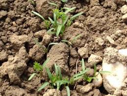 64 890 просмотров • 11 мар. Meine Ernte Mohren Anbauen Pflegen Ernten Und Lagern